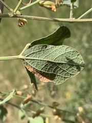 Rhynchosia minima prostrata