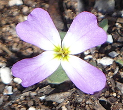 Malcolmia littorea