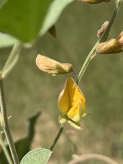 Rhynchosia minima prostrata