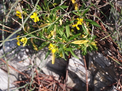 Erysimum senoneri