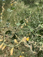 Rhynchosia minima prostrata