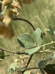 Rhynchosia minima prostrata
