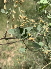 Rhynchosia minima prostrata