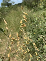 Rhynchosia minima prostrata