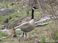 Branta canadensis