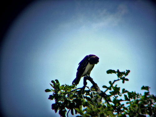 Circaetus pectoralis