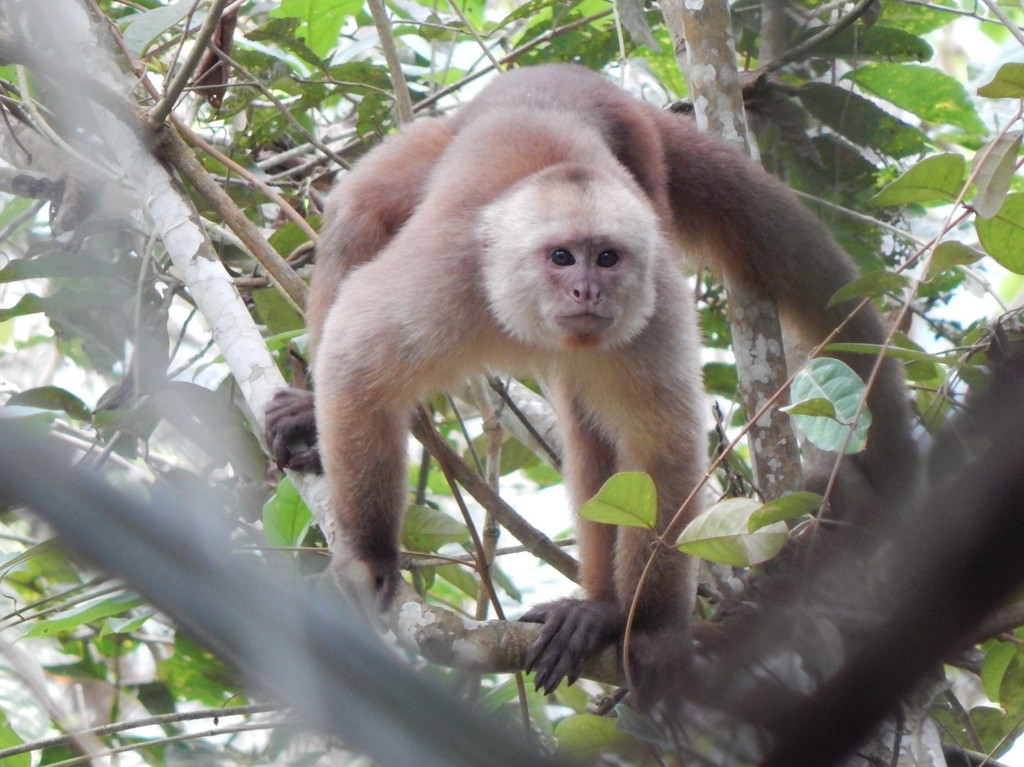 Ecuadorian White-Fronted Capuchin