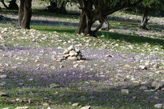 Malcolmia littorea