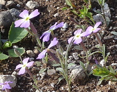 Malcolmia littorea
