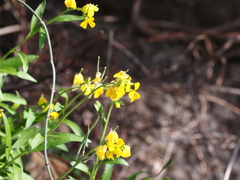 Erysimum senoneri