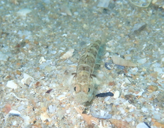 Pomatoschistus pictus