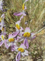 Schizanthus