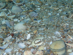 Pomatoschistus pictus