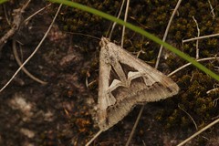 Melipotis bisinuata