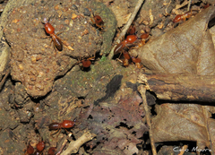 Syntermes molestus