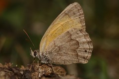 Pharneuptychia phares