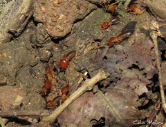 Syntermes molestus