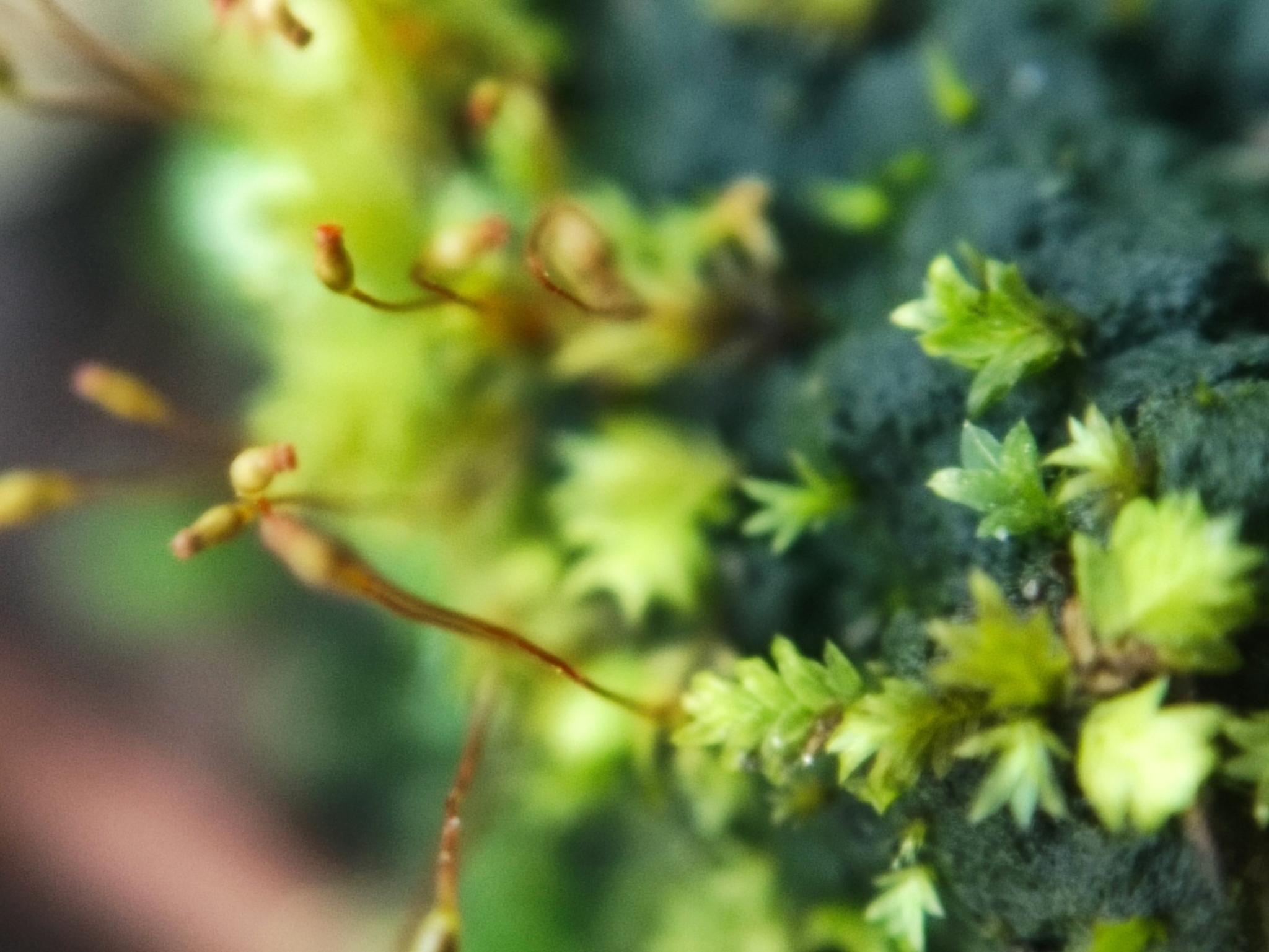 Fissidens exilis