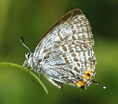 Goldia pacifica