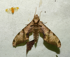 Protambulyx eurycles