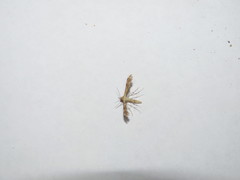 Trichoptilus ceramodes