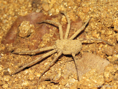 Sicarius tropicus