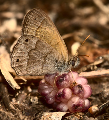 Pharneuptychia phares