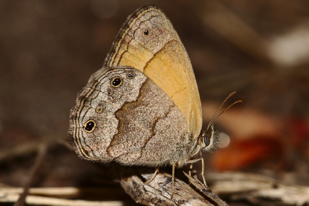 Pharneuptychia phares