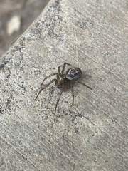 Steatoda nobilis