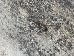 Steatoda nobilis