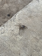 Steatoda nobilis