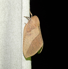 Adeloneivaia subangulata