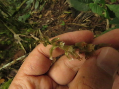 Microchilus