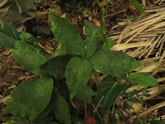 Microchilus