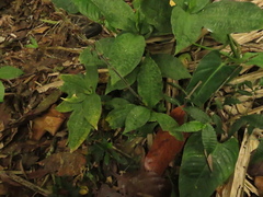 Microchilus