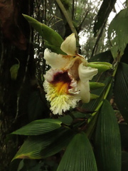 Sobralia luerorum