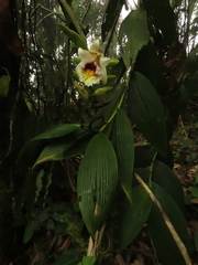 Sobralia luerorum