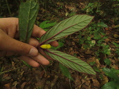 Columnea purpurata