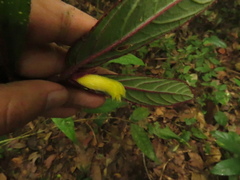 Columnea purpurata