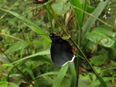 Pyrrhopyge
