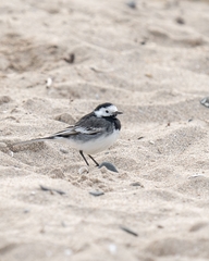 Motacilla alba