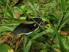 Pyrrhopyge