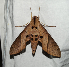 Eumorpha translineatus