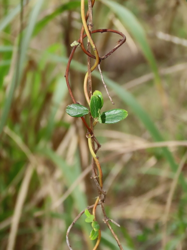 Image of Berchemia lineata by (c) chiuluan, some rights reserved (CC BY)