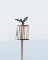 Phalacrocorax carbo