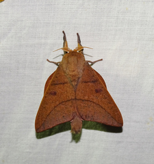 Adeloneivaia subangulata