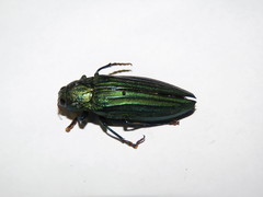 Pseudotaenia gigas