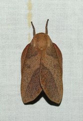 Adeloneivaia subangulata