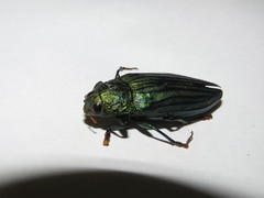 Pseudotaenia gigas