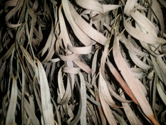 Eurepa marginipennis